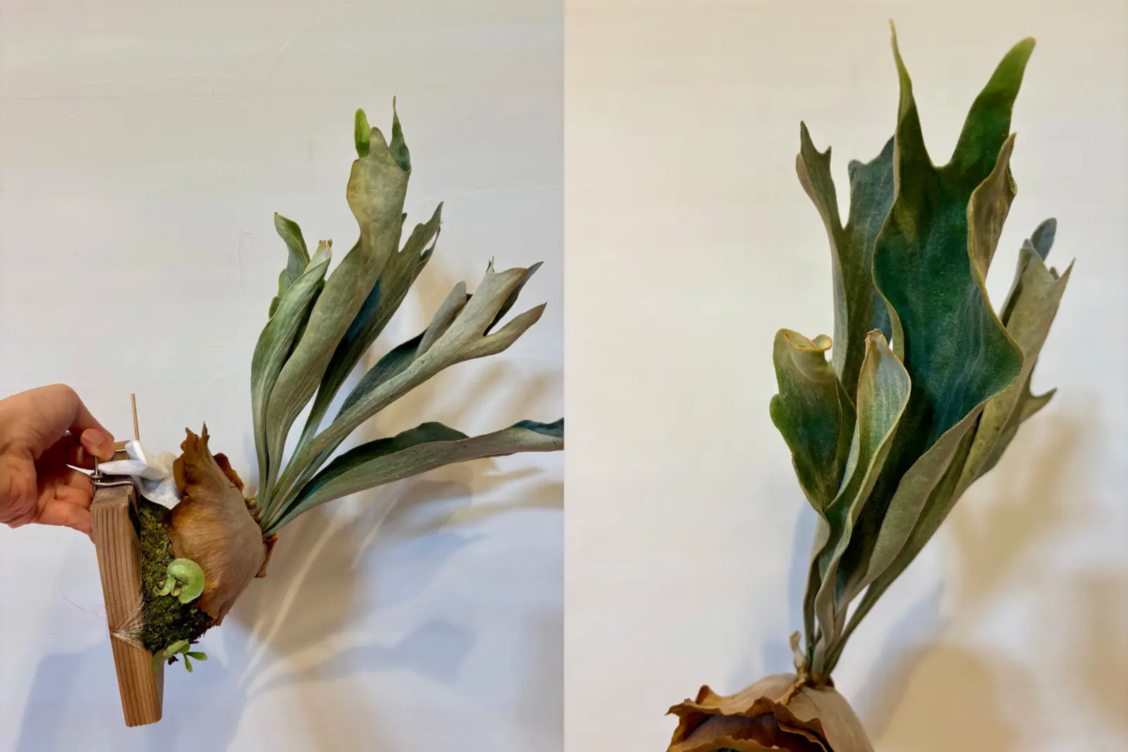 ビカクシダ　札落ち