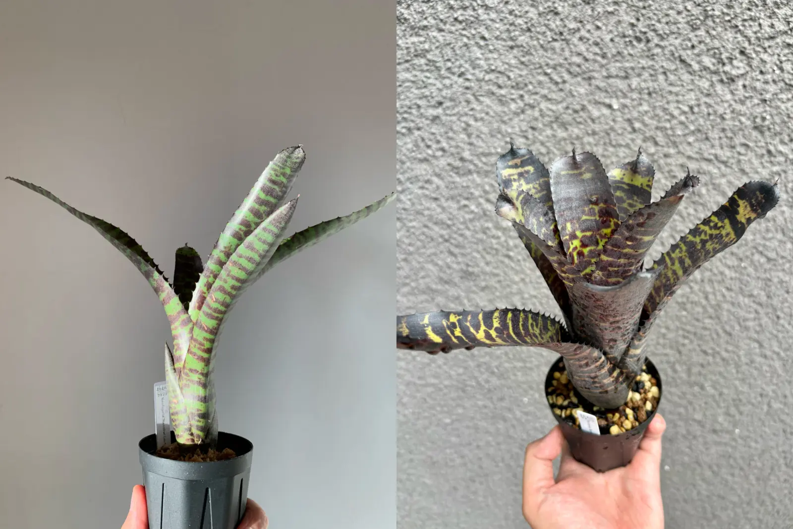 ネオレゲリア　ハンニバルレクター