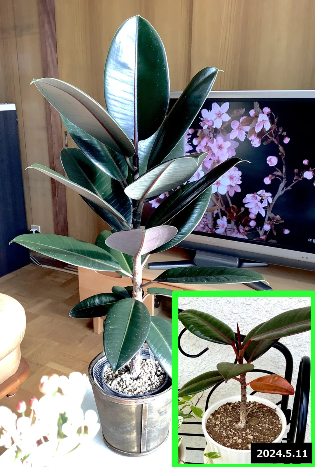 フィカス バーガンディ