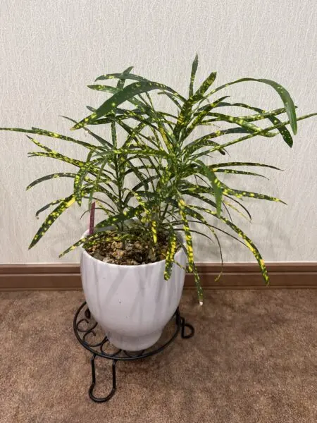 クロトン　流星