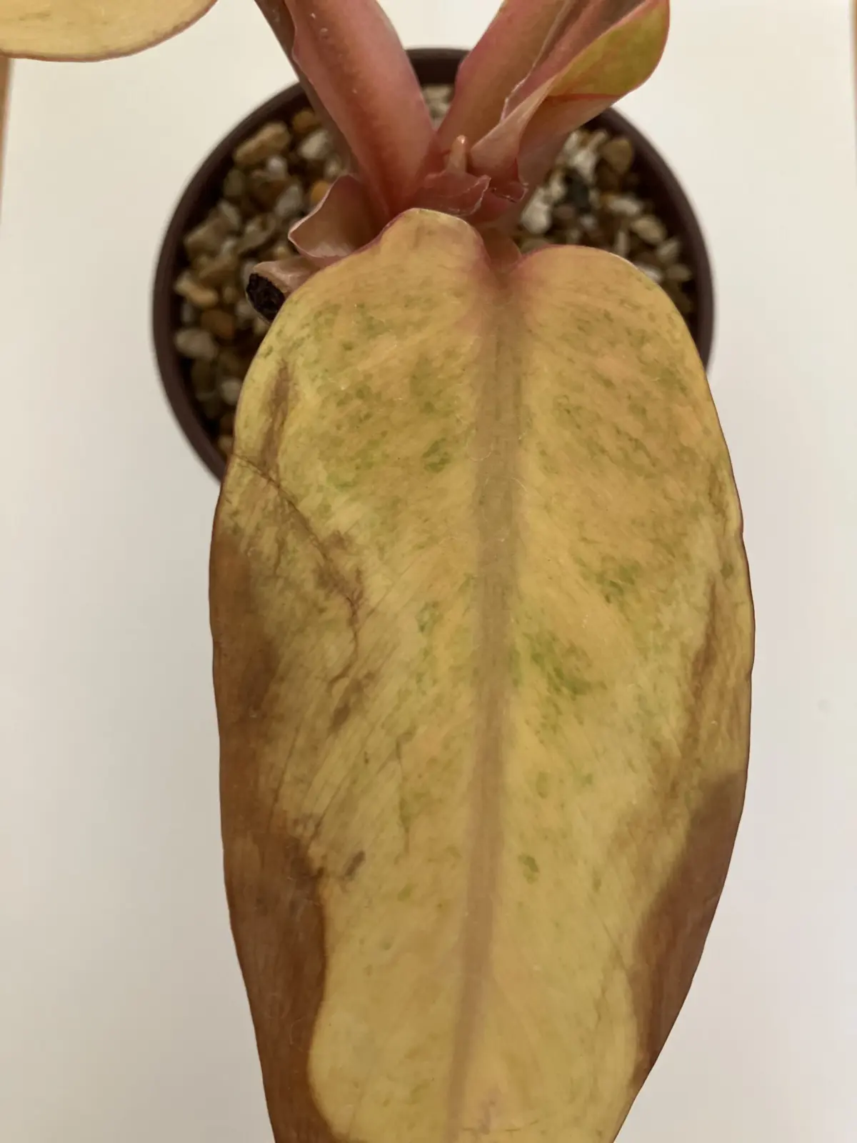 フィロデンドロン　オレンジマーマレード