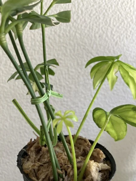 カポック　ホムセン　挿し木