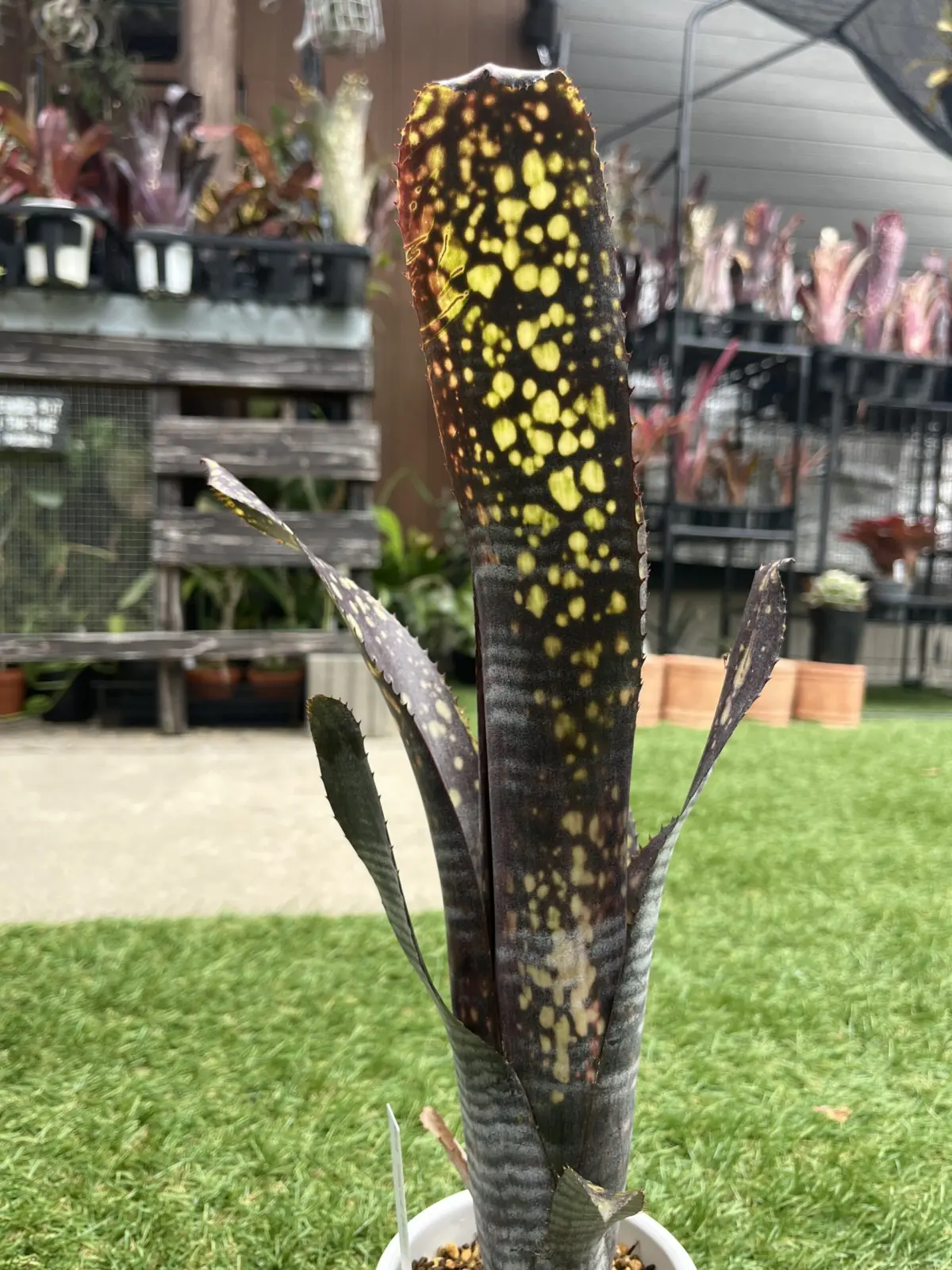 ビルベルギア　ブラックパール