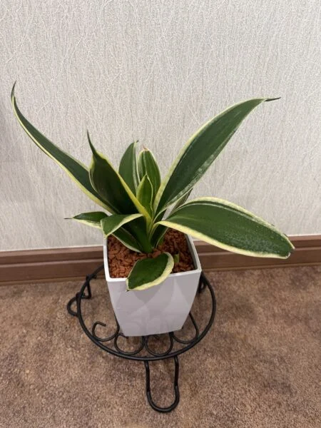 サンセベリア