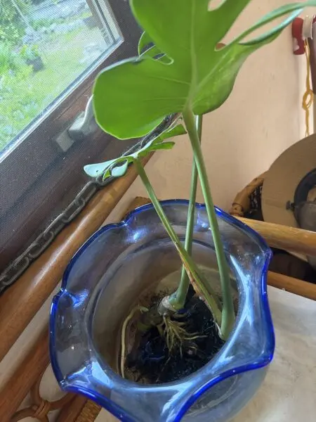 モンステラ　札落ち　水栽培