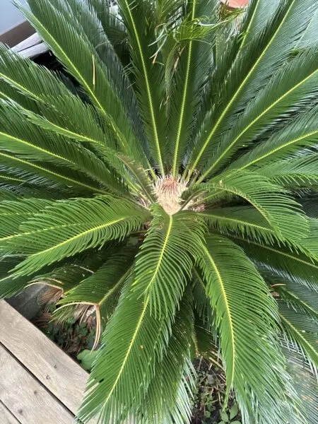 ソテツ　地植え