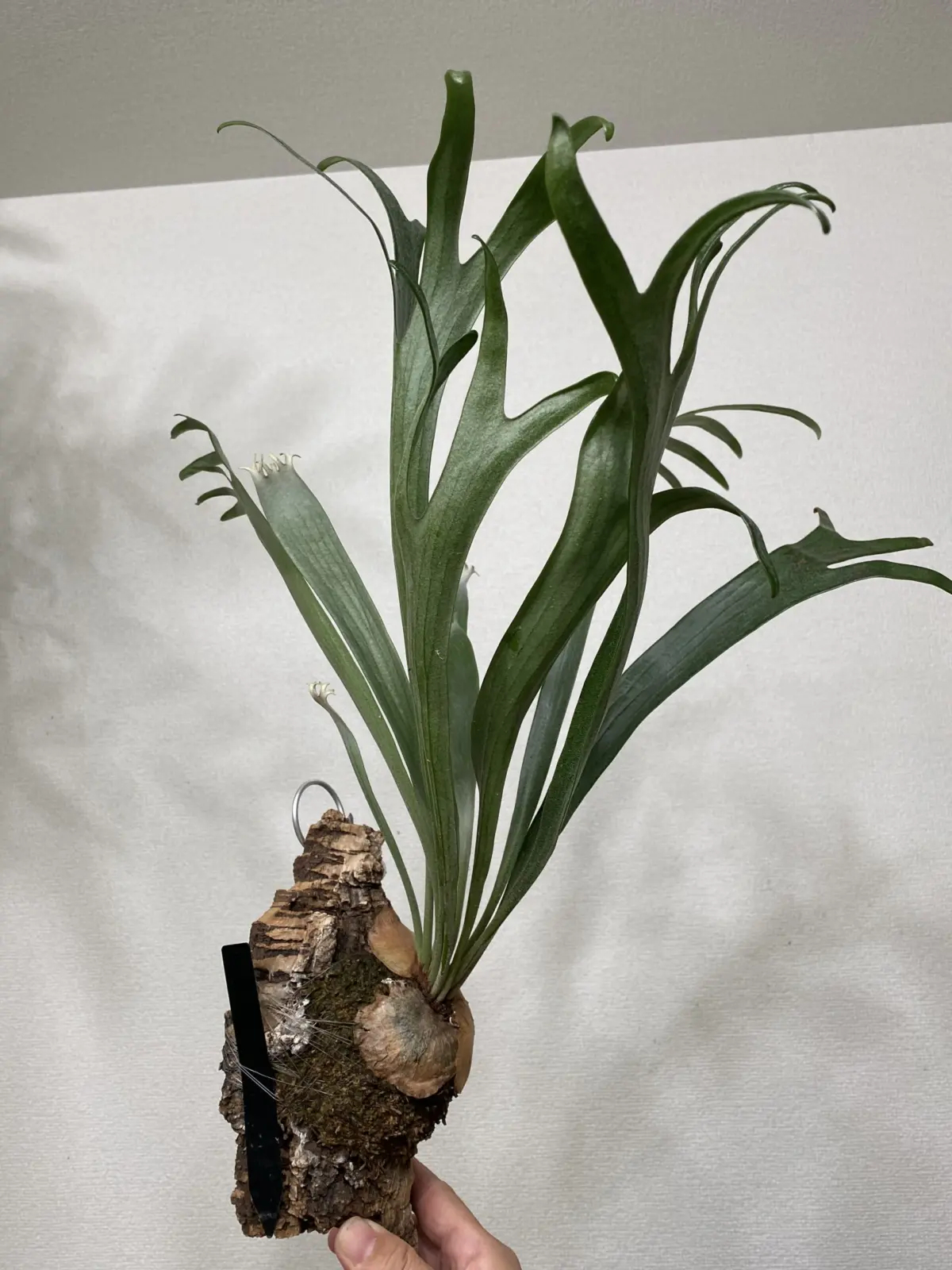 ビカクシダ　キヨマサ