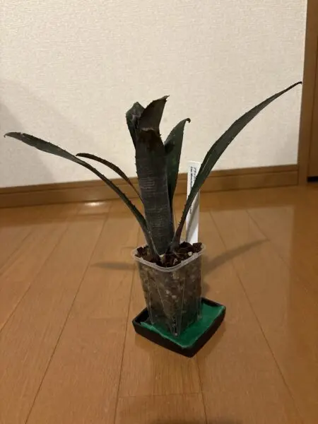 ビルベルギア　ブラックパール