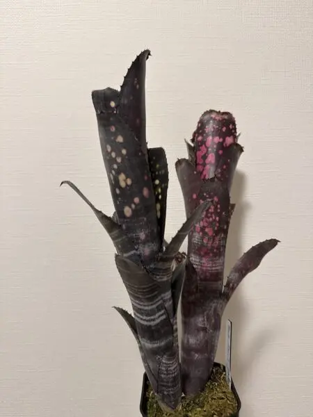 ビルベルギア　ダースベイダー