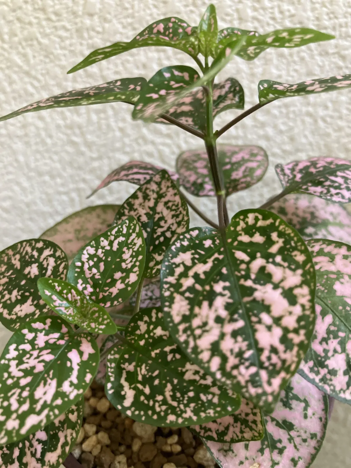 ピポエステス　ピンク　ホムセン