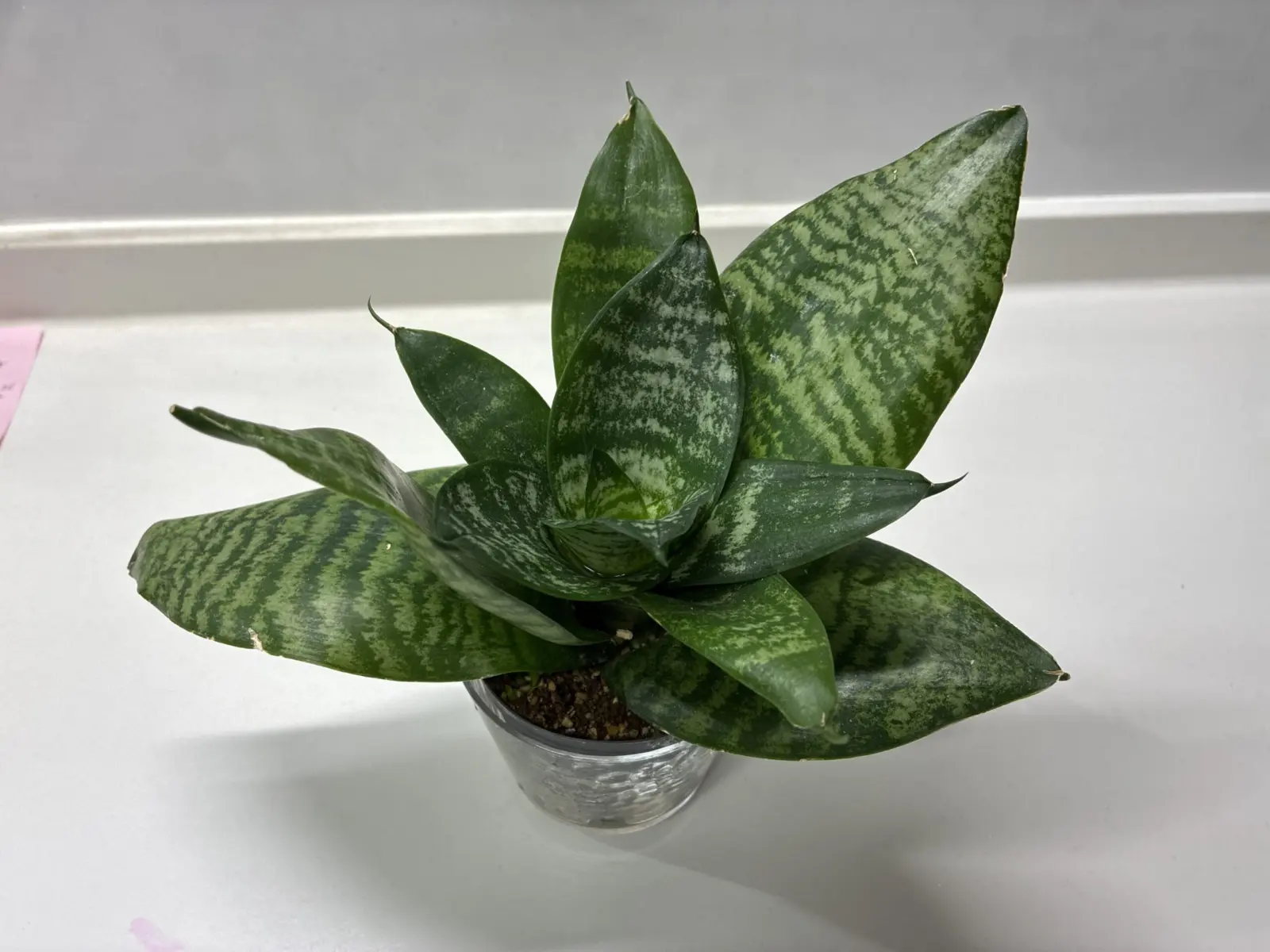 サンセベリア 100均