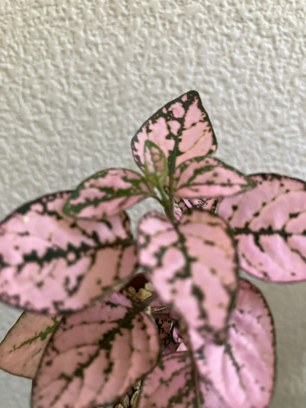 ピポエステス　ピンク　ホムセン