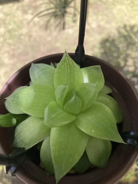 多肉植物　ハオルチア　シンビフォルミス　100均