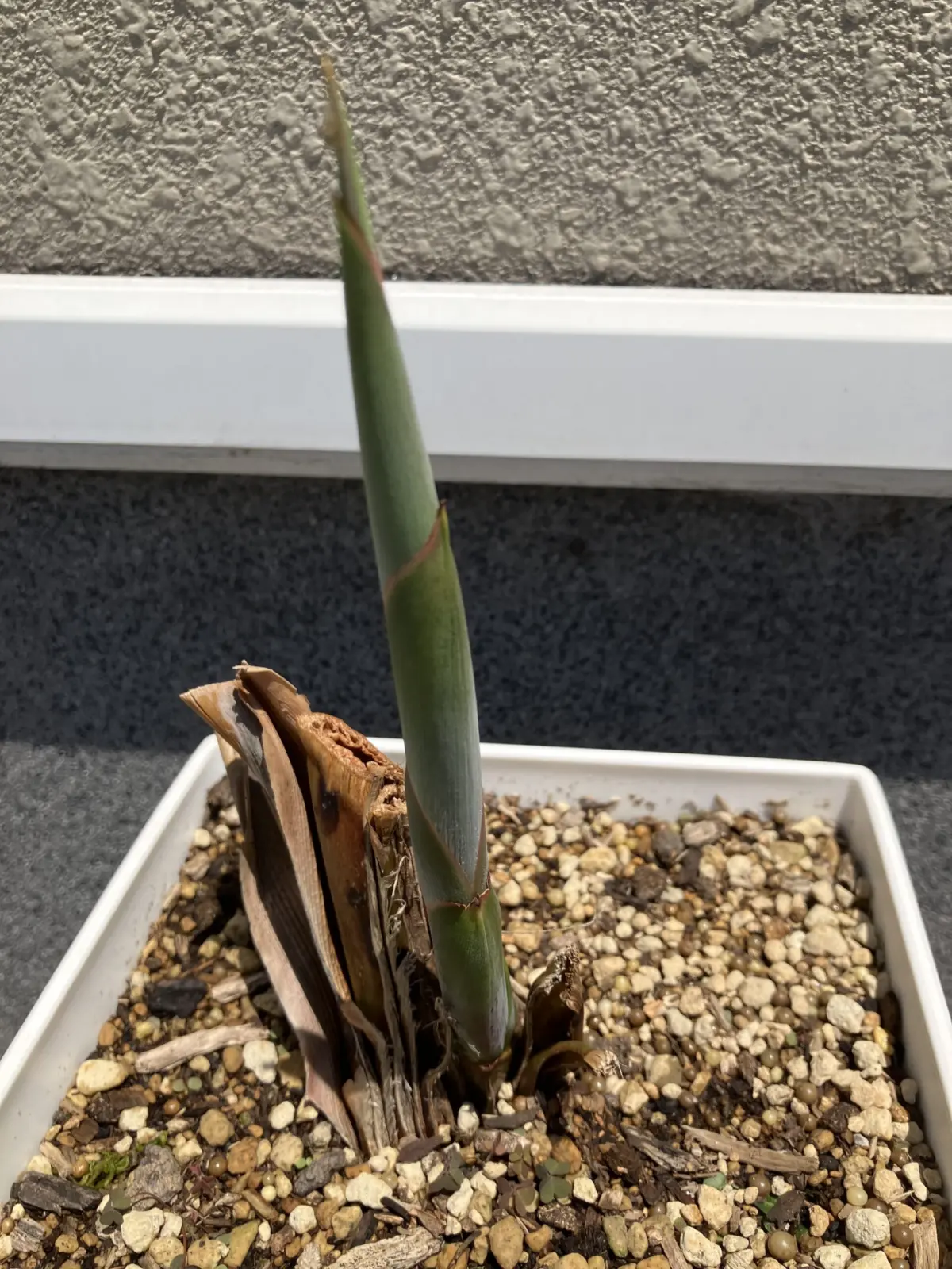 ストレチア　レギネ　ホムセン　成長①