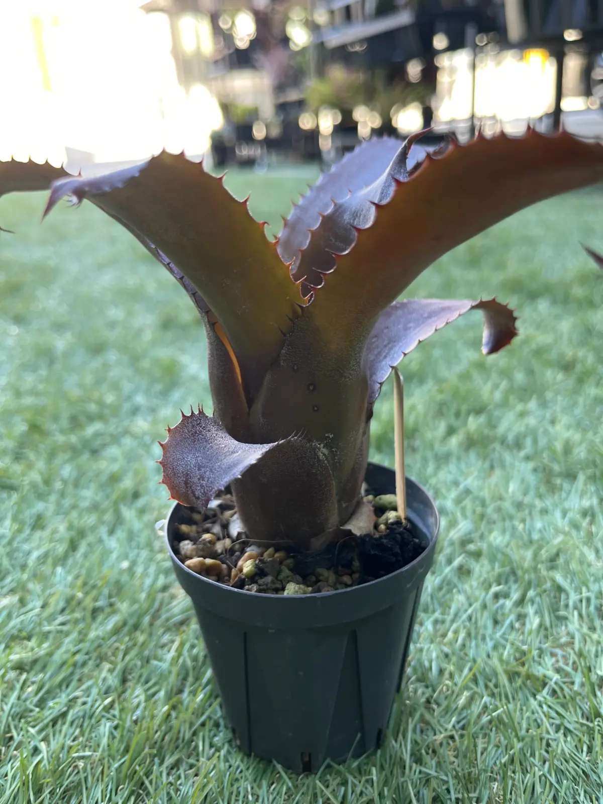 ホヘンベルギア　ブラックティー