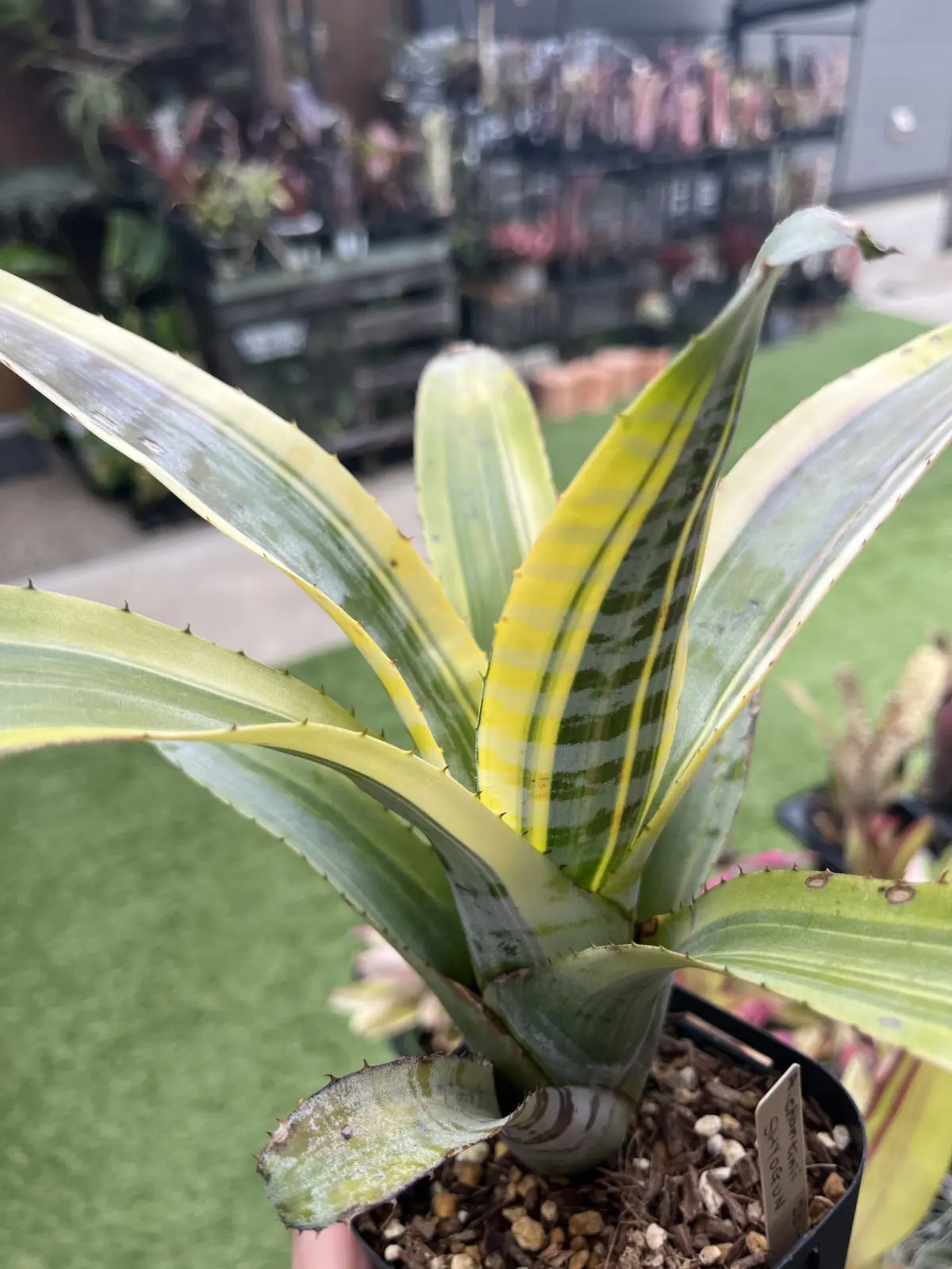 エクメア　ショーグン