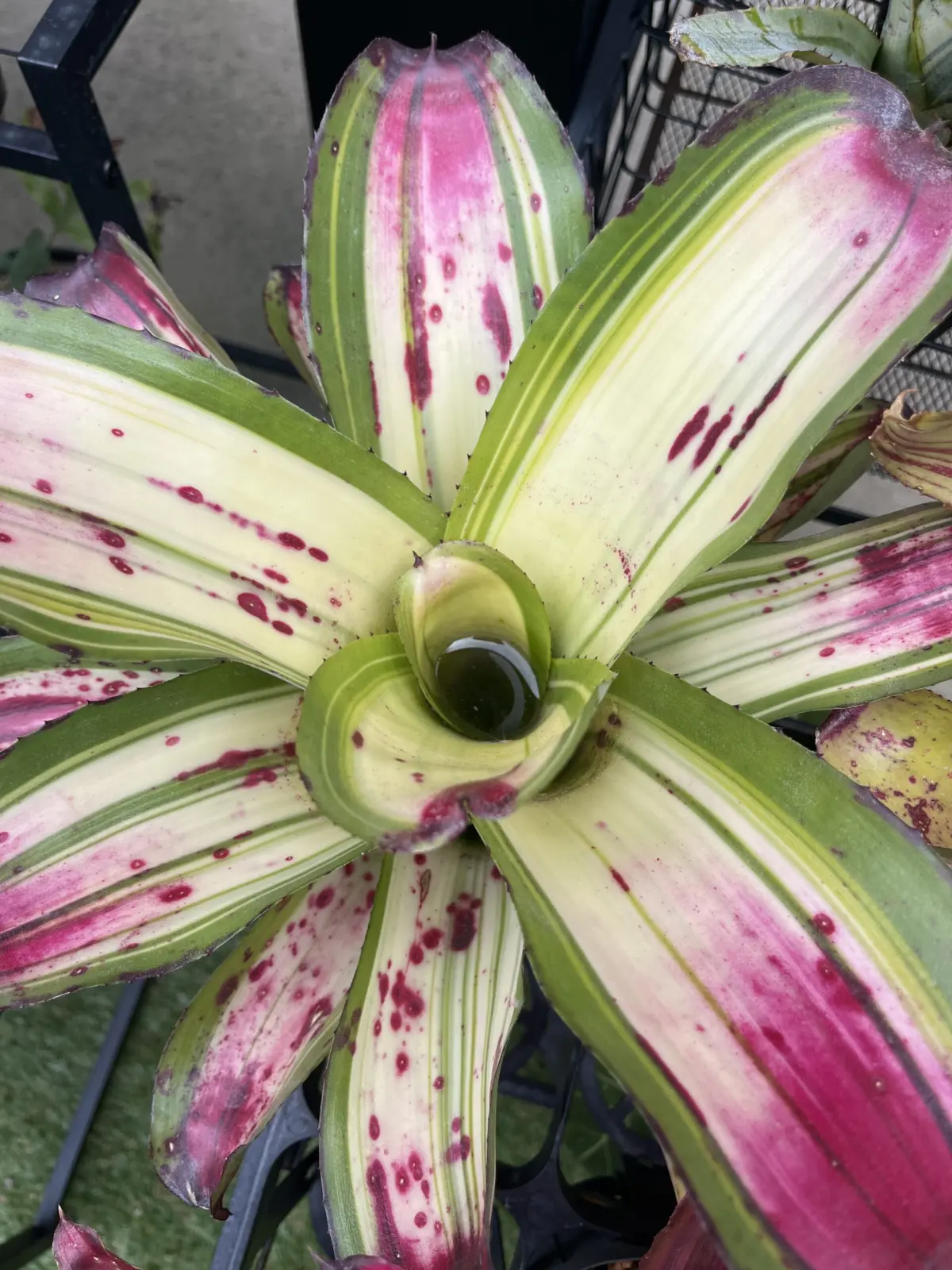 ネオレゲリア　バットボーイドリーム　？