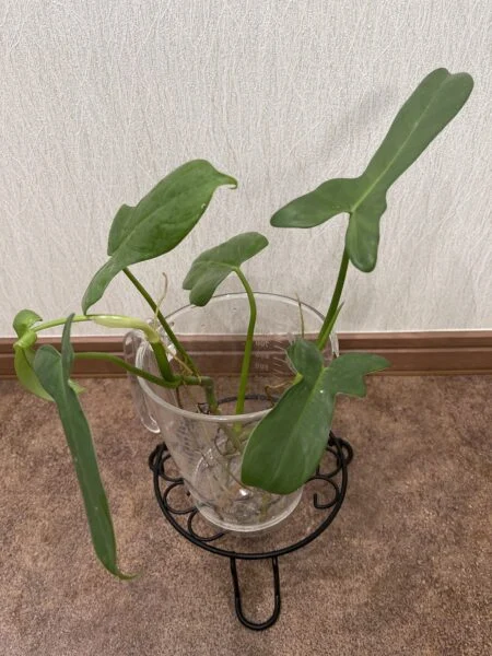 フィロデンドロン 札落ち①
