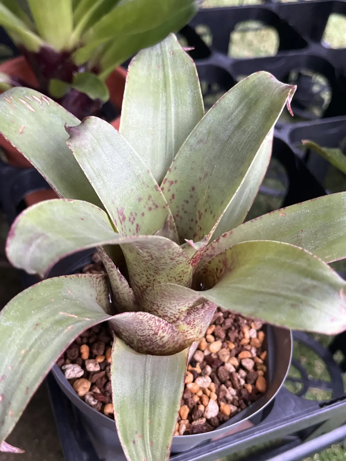 フリーセア　ボタフォンゲンシス