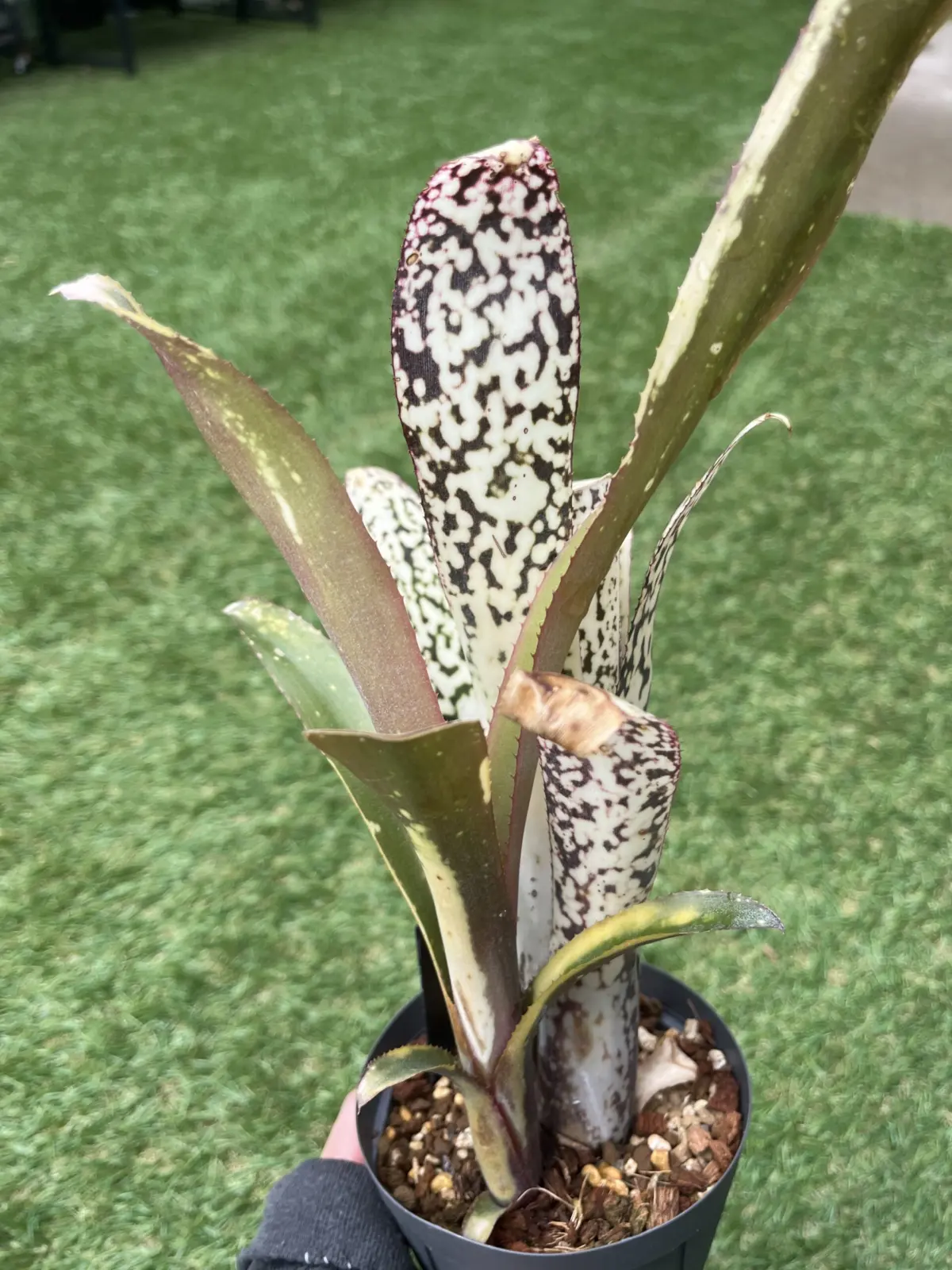 ビルベルギア　コーランマジック