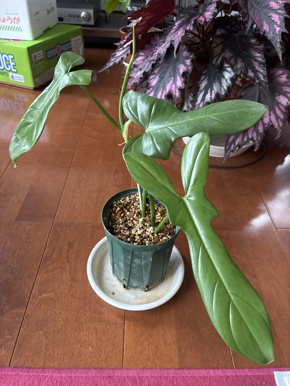 フィロデンドロン