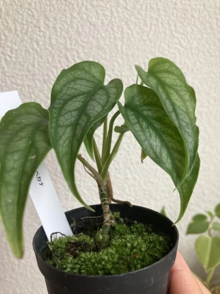モンステラ　シルテペカナ　成長①