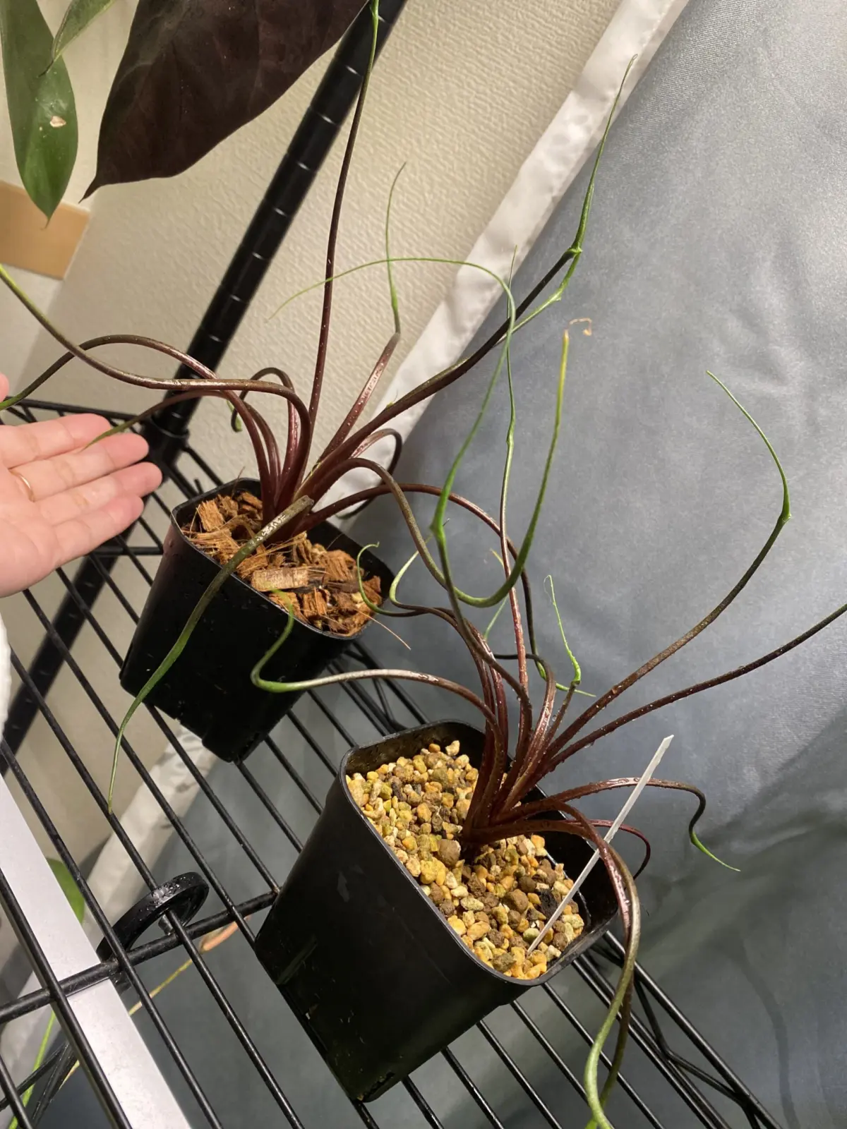 アロカシア　フライングスクィード