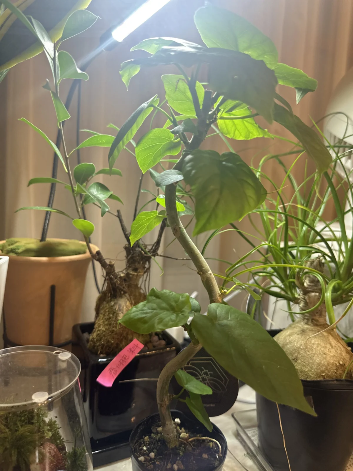 フィカス　ウンベラータ