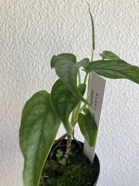 モンステラ　シルテペカナ　成長②