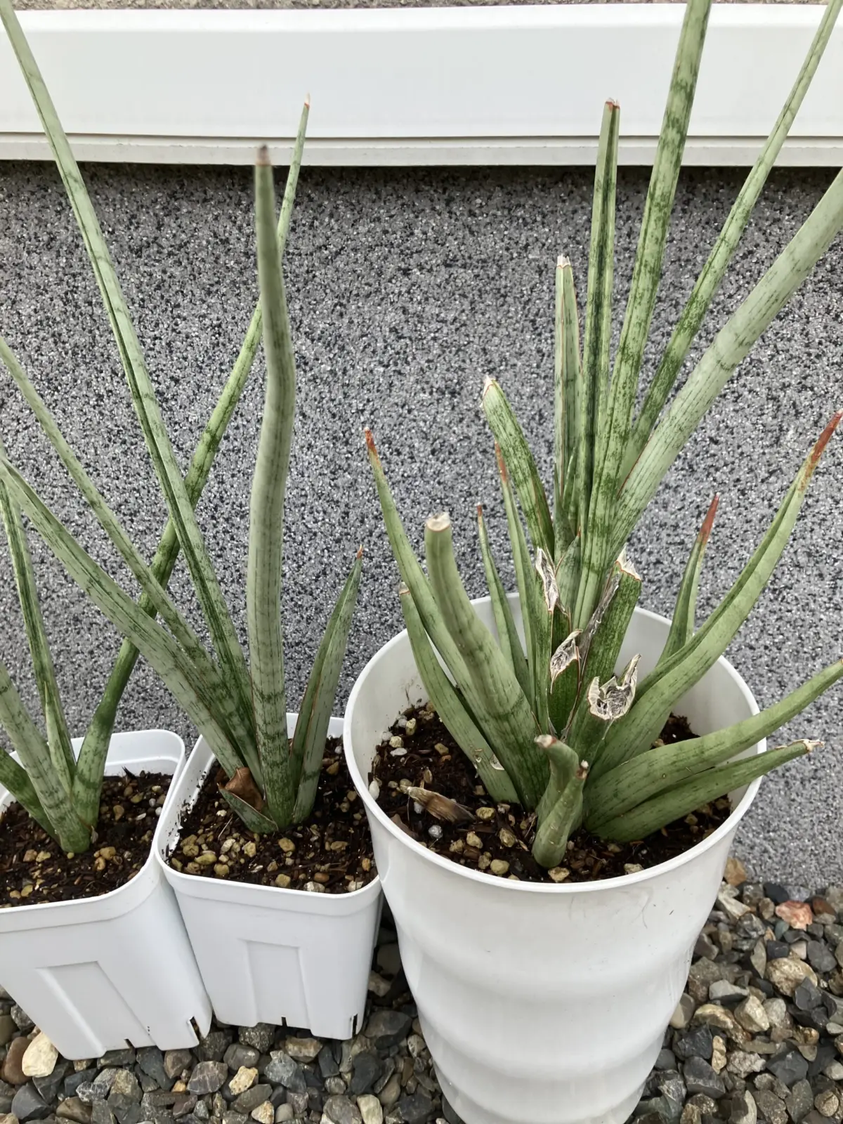 サンセベリア　グラシリス　成長③