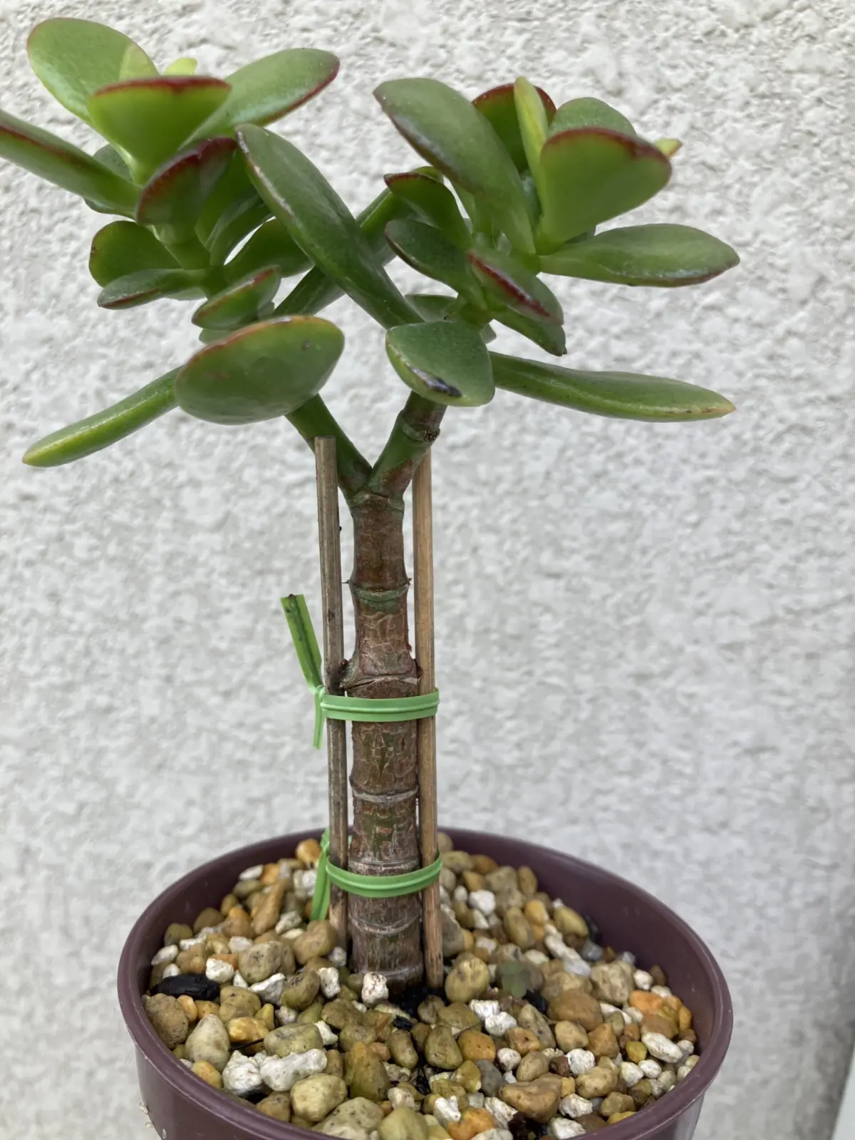 多肉植物　金のなる木　ホムセン