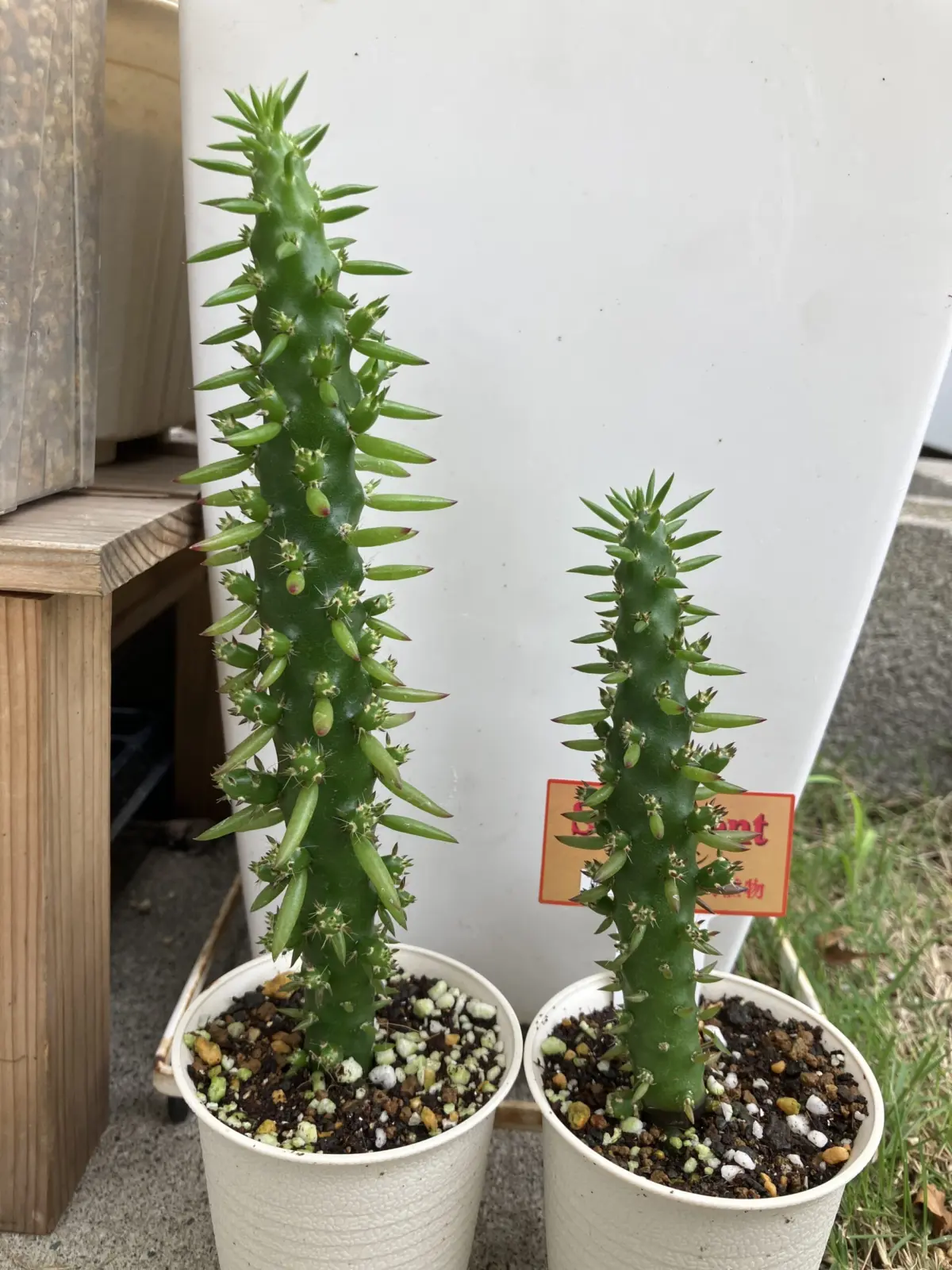 多肉植物　姫将軍　ホムセン