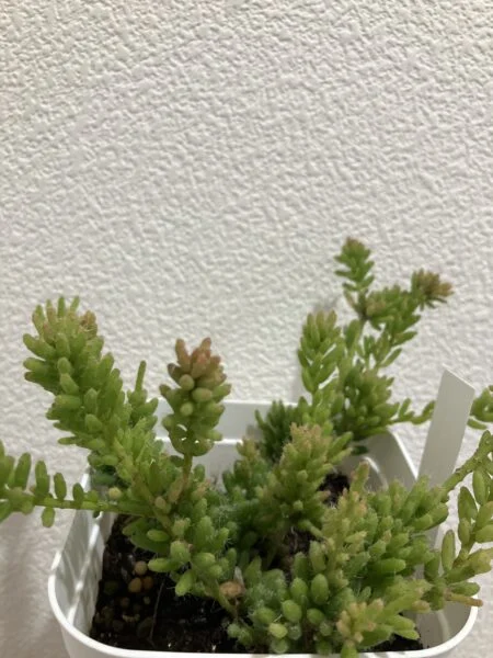 リプサリス メセンブリアンテモイデス ホムセン
