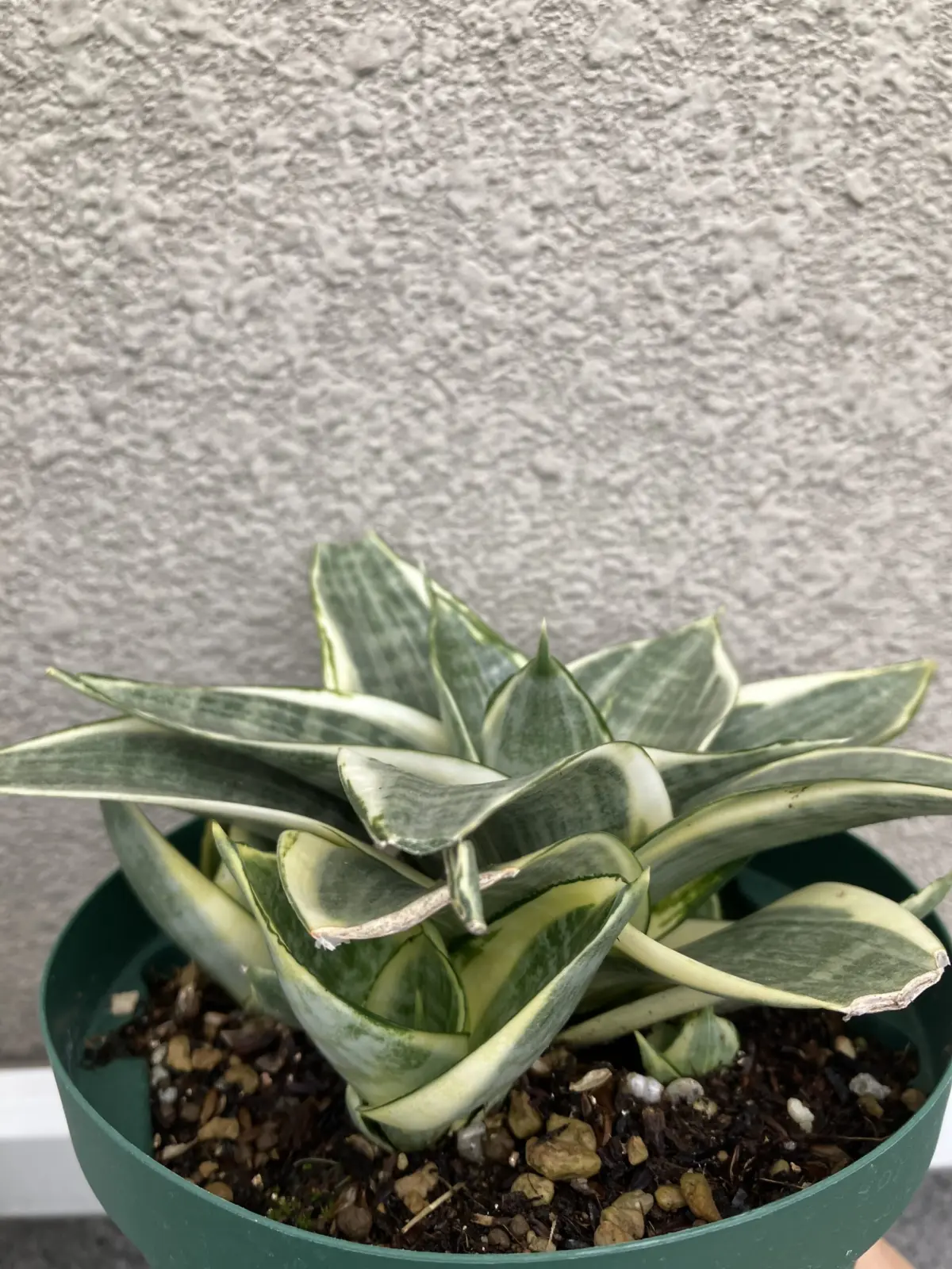 サンセベリア　ホムセン