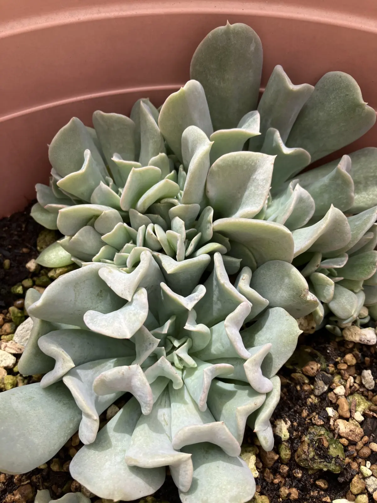 多肉植物　ホムセン
