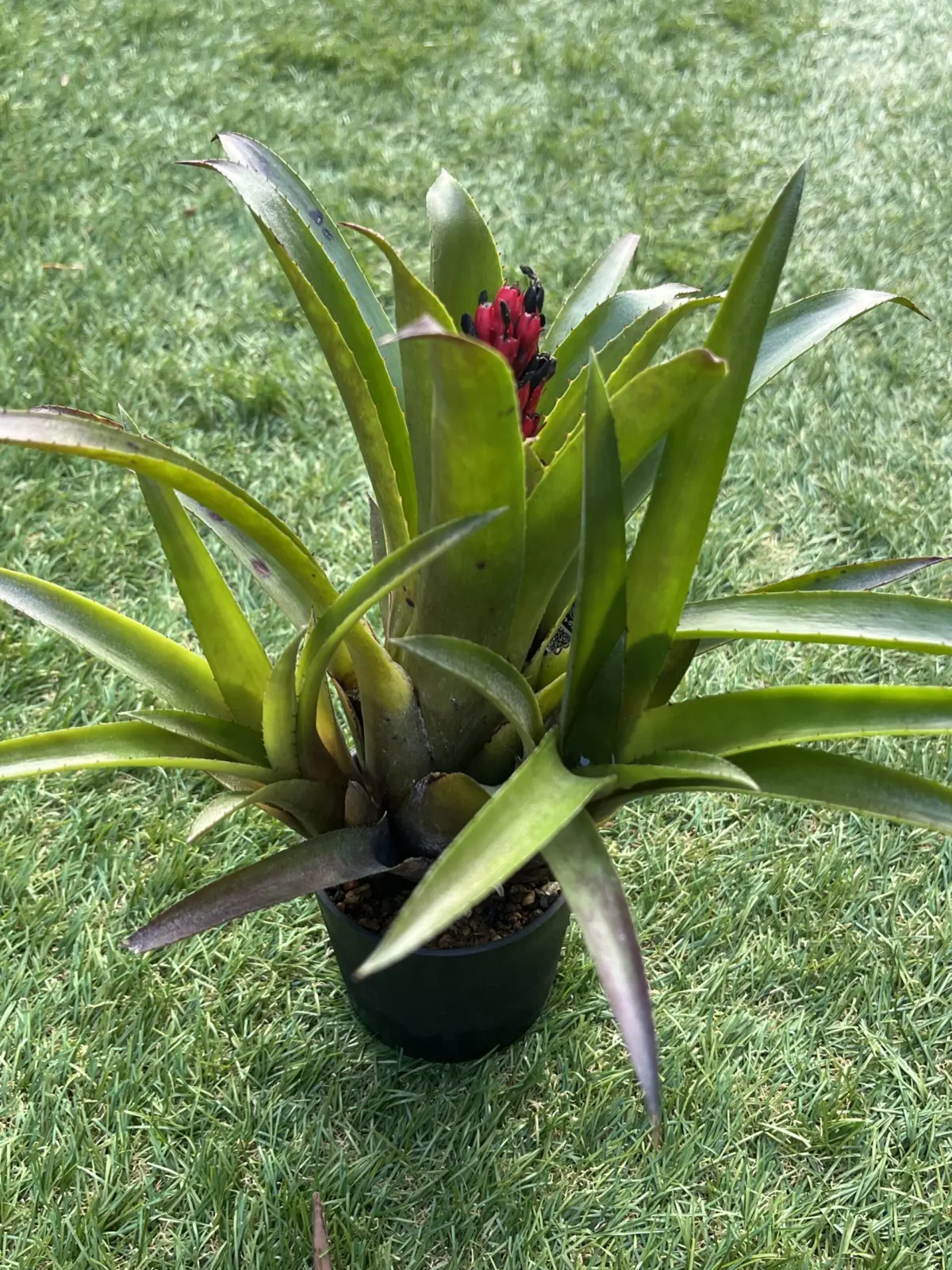 エクメア　ブルートゥース