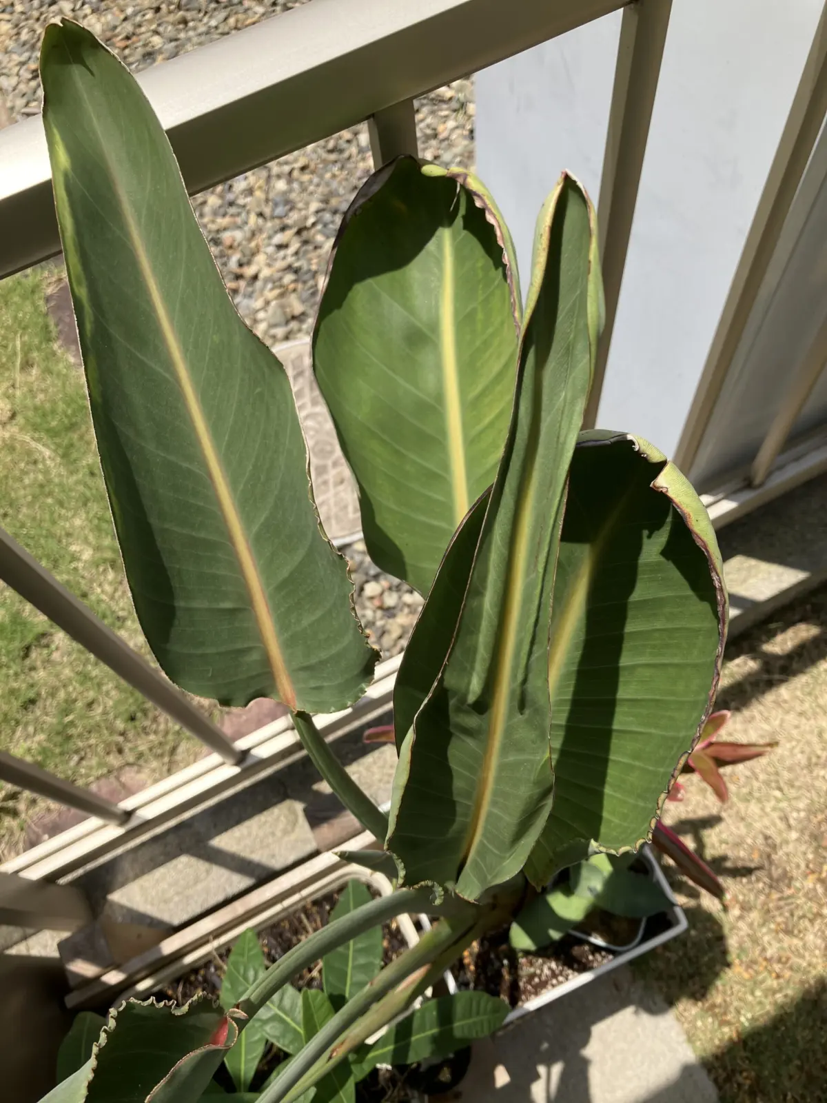 ストレチア　レギネ　ホムセン