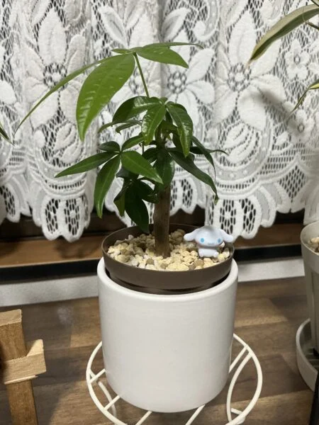 パキラ