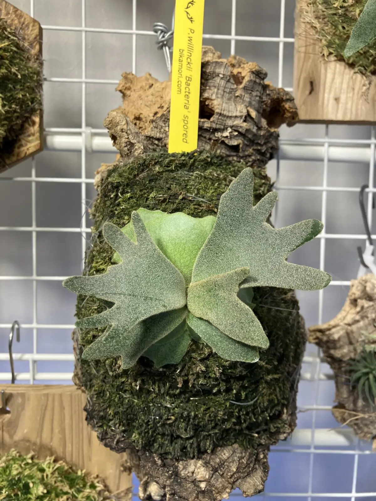 ビカクシダ　ウィリンキー　バクテリア