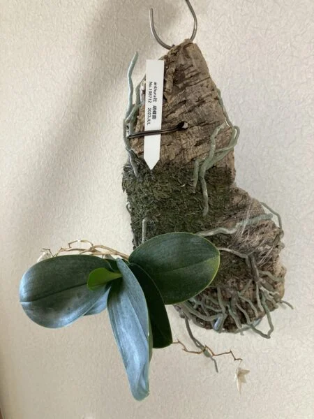 胡蝶蘭　アンスラ社
