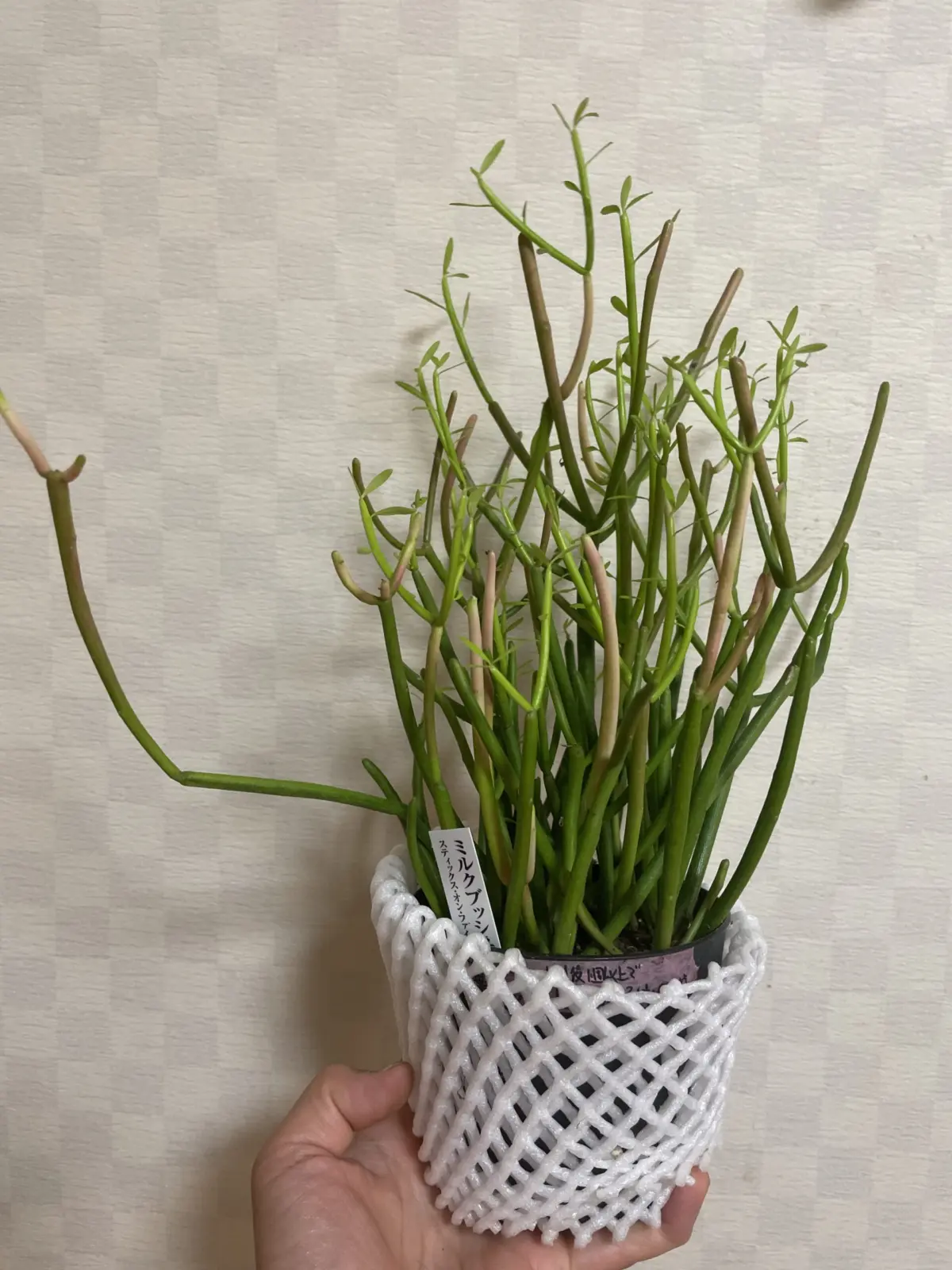 ミルクブッシュ　スティックスオンファイヤ　②　ミドリサンゴ　多肉植物