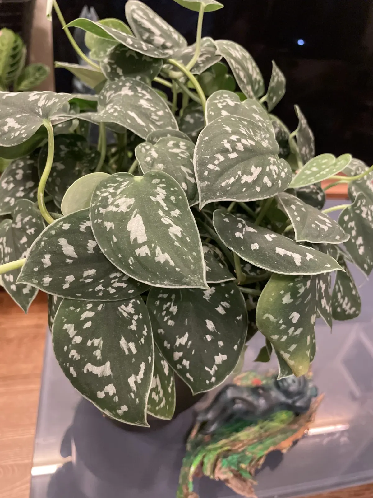 スキンダプサス　