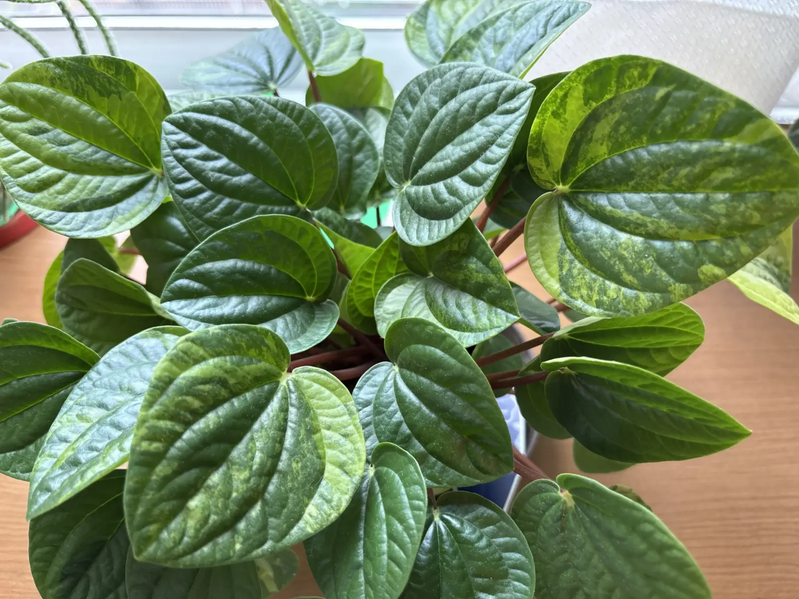 ぺぺロミア　ラナ斑入り