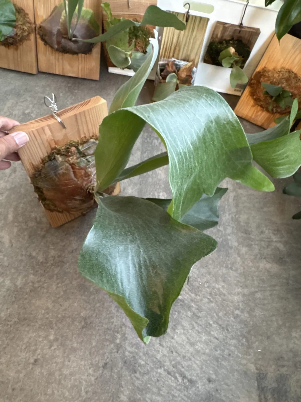 ビカクシダ　パナマ