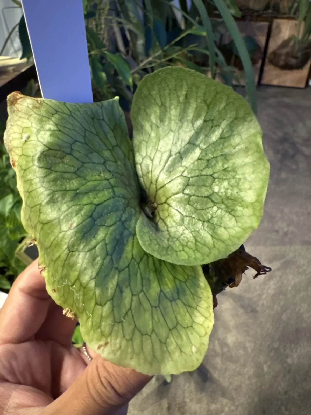 ビカクシダ　スパーバム