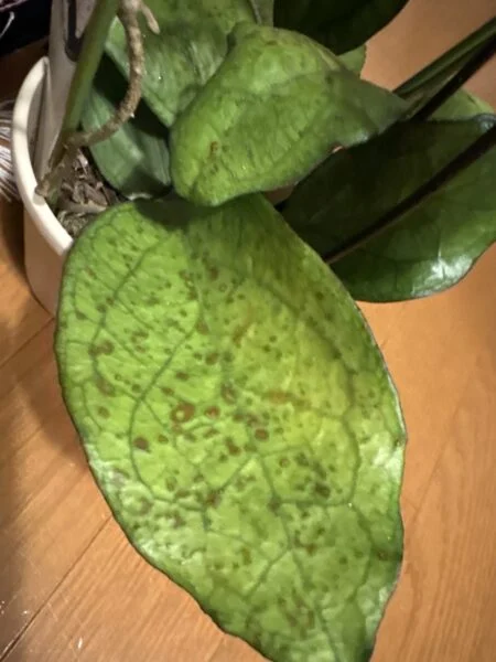 ホヤ