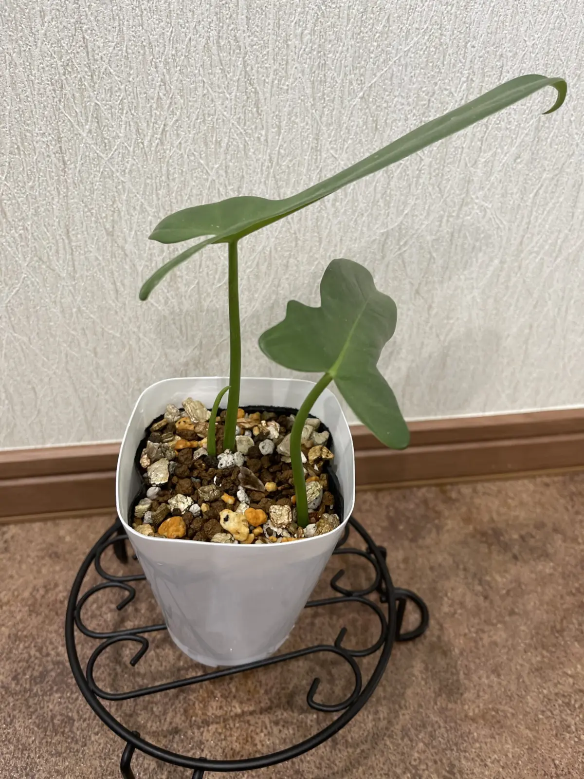フィロデンドロン　札落ち②