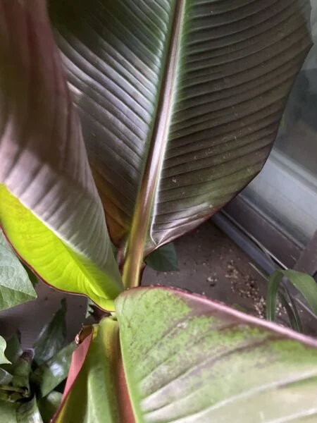 バナナ　園芸種