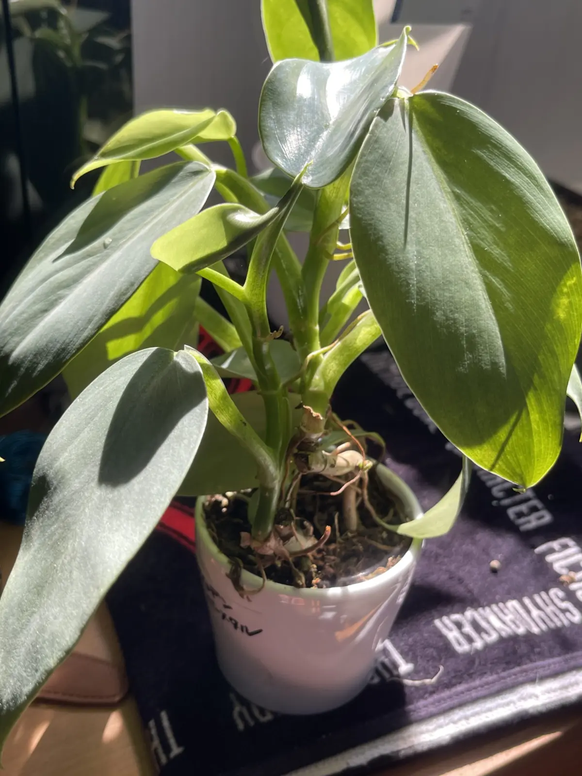 フィロデンドロン　シルバーメタル