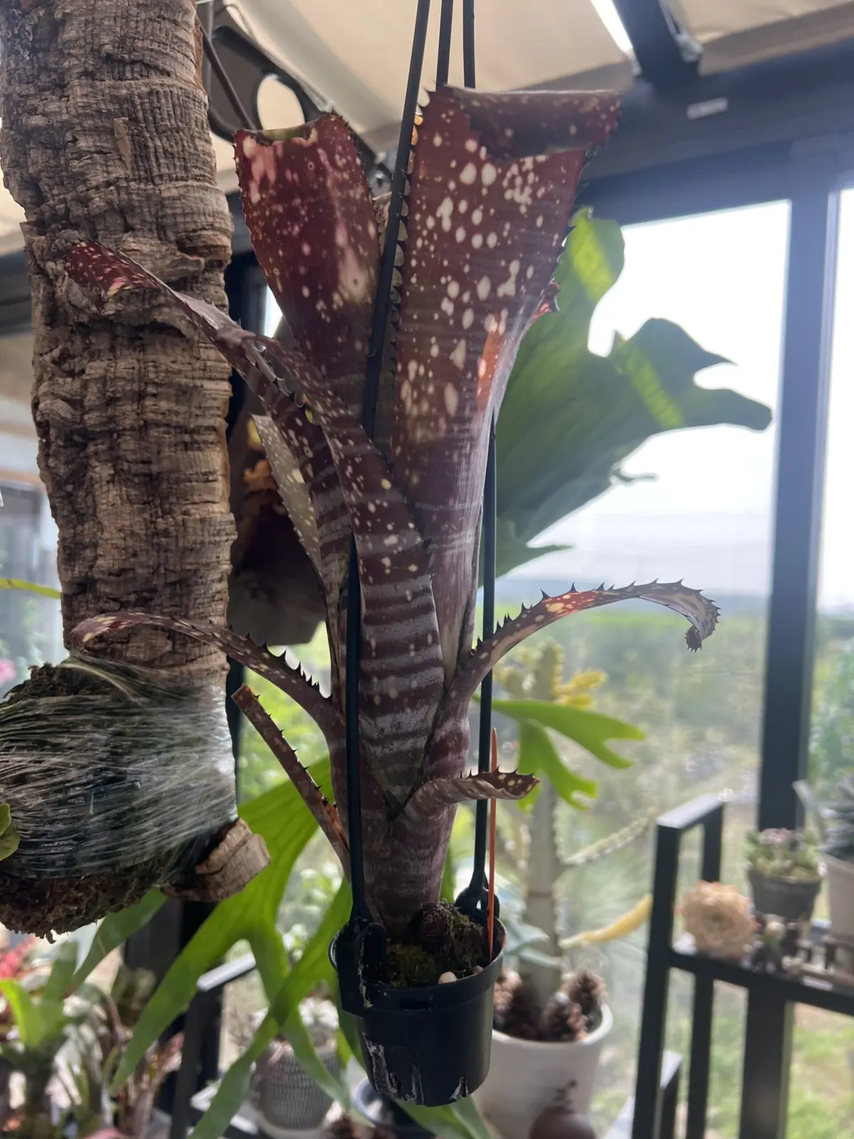 ＢＩＲＵＢＥＫＩＡ